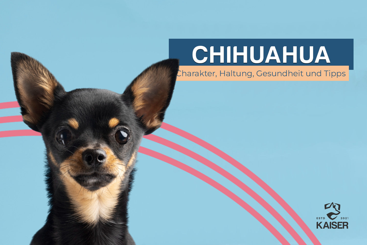 Chihuahua