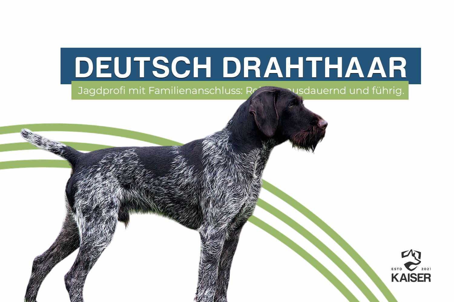 Deutsch Drahthaar