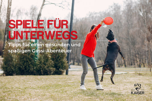 Spiele für Hunde unterwegs