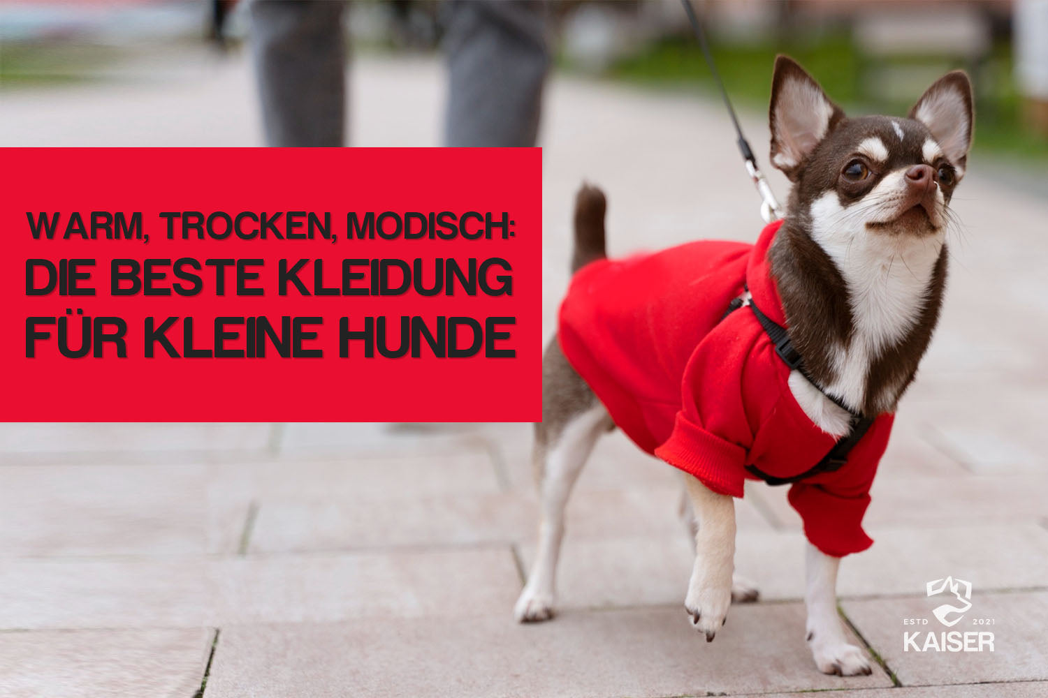 Hundebekleidung für kleine Hunde