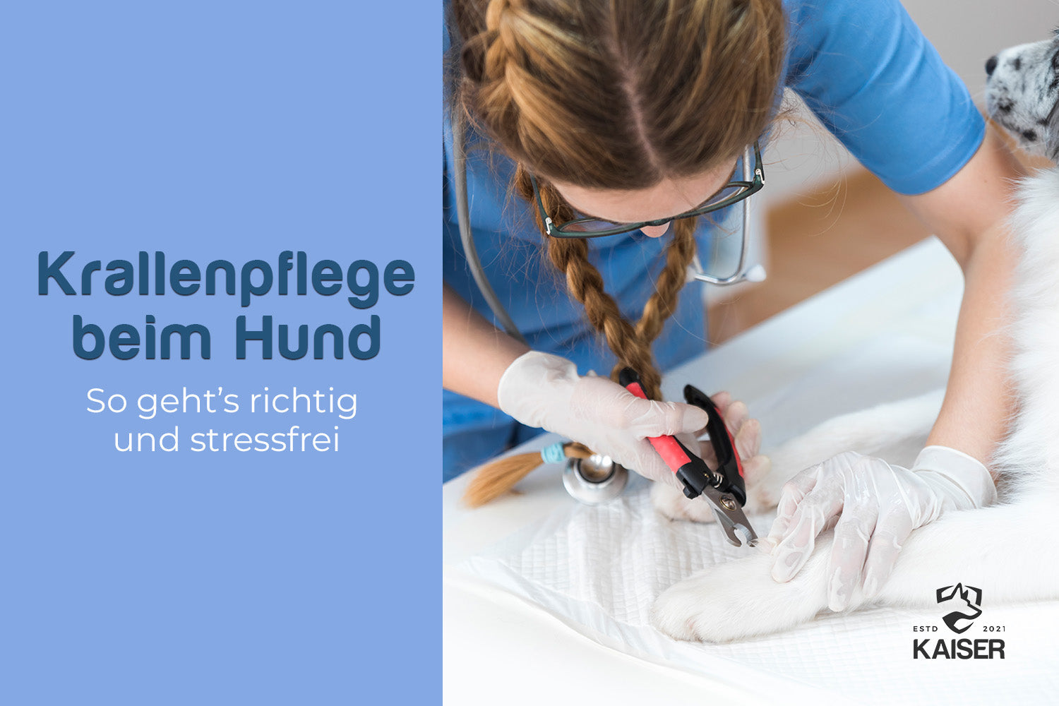 Wie schneide ich die Krallen beim Hund richtig?