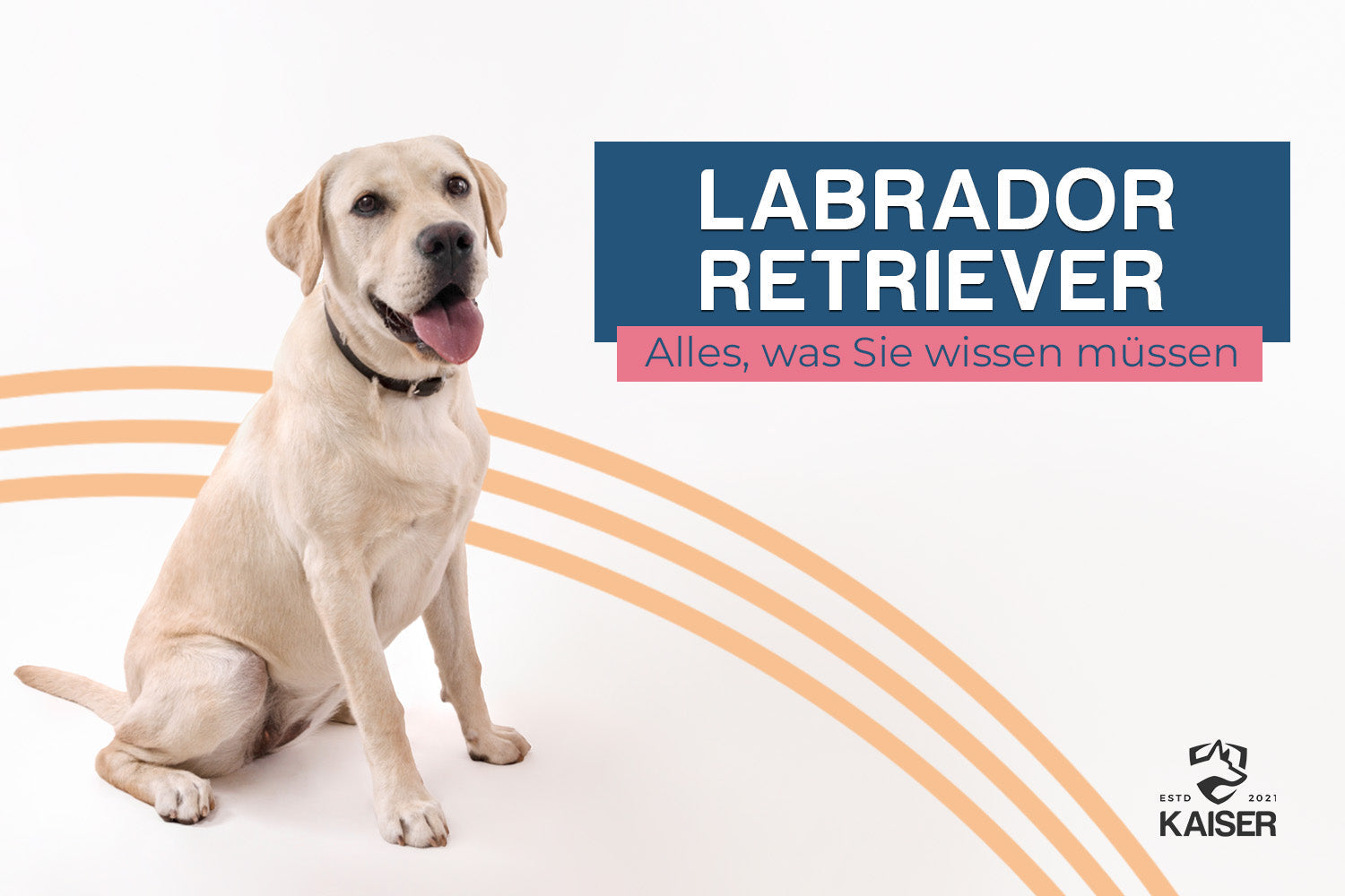 Labrador Retriever