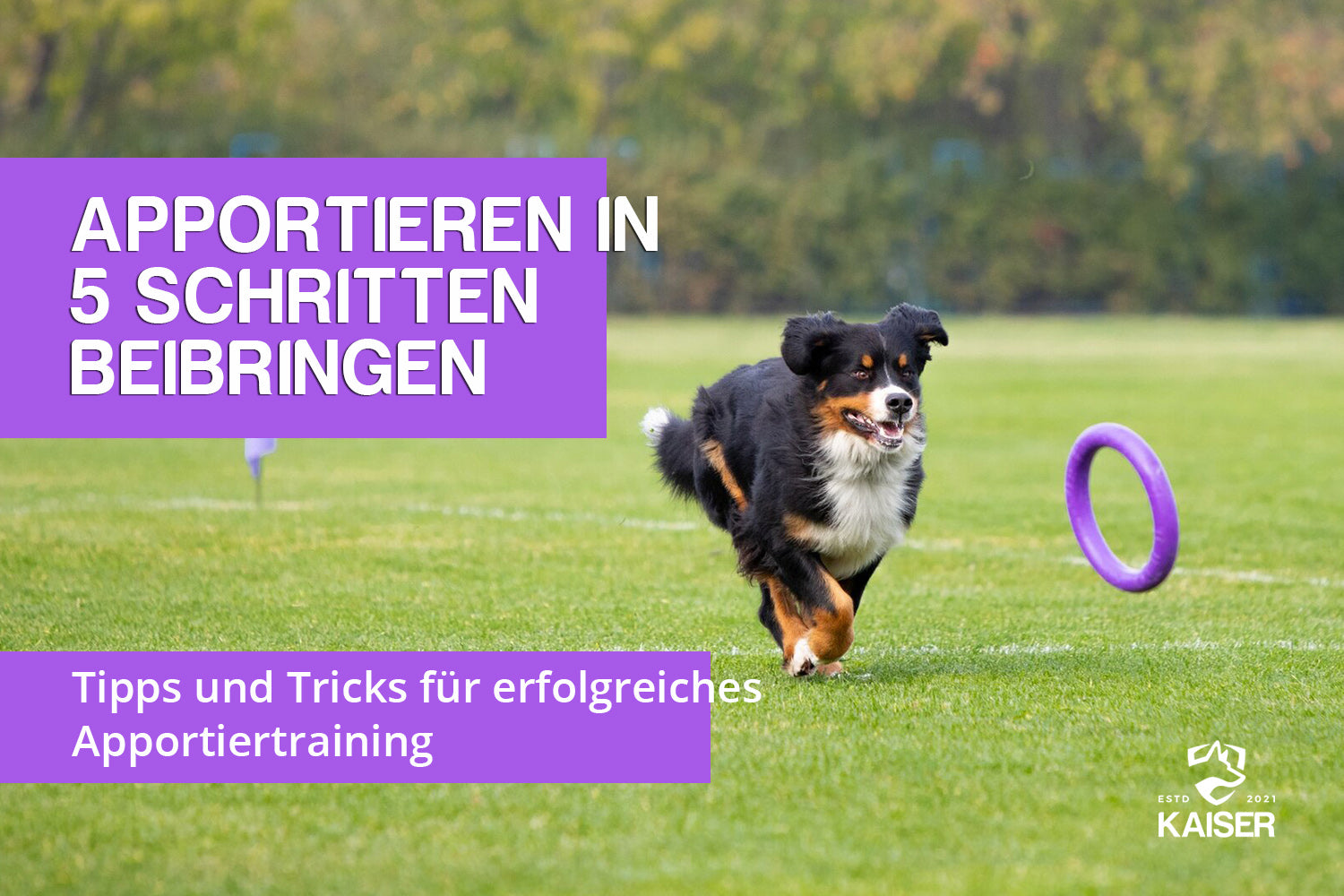 Wie den Hund das Apportieren beibringen