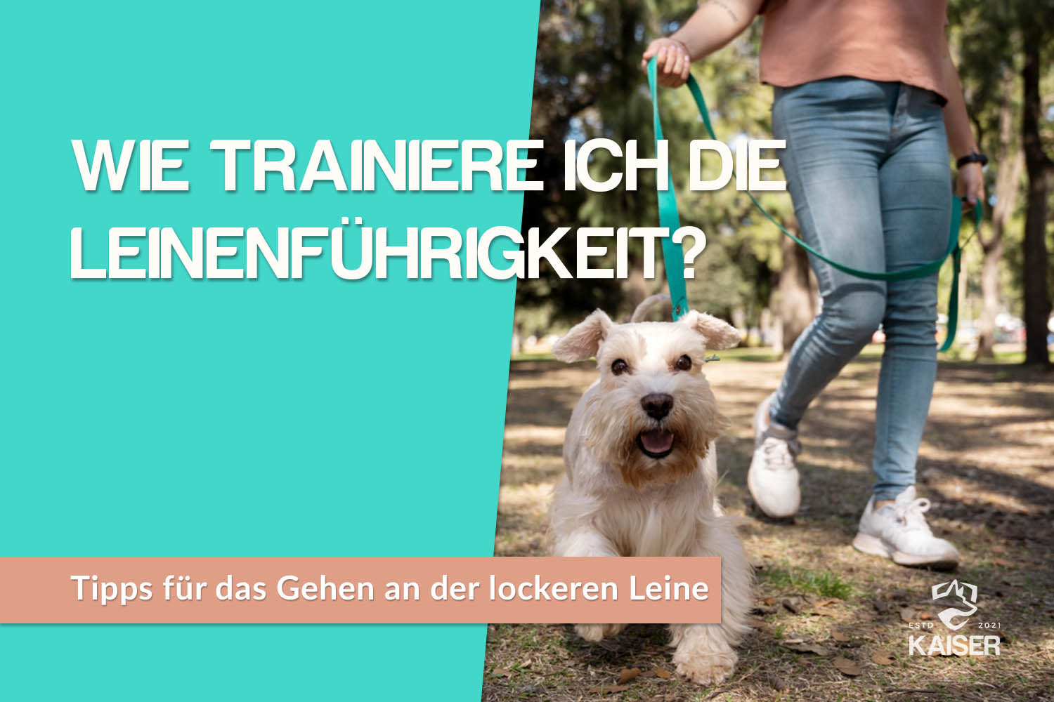 Leinenführigkeit trainieren