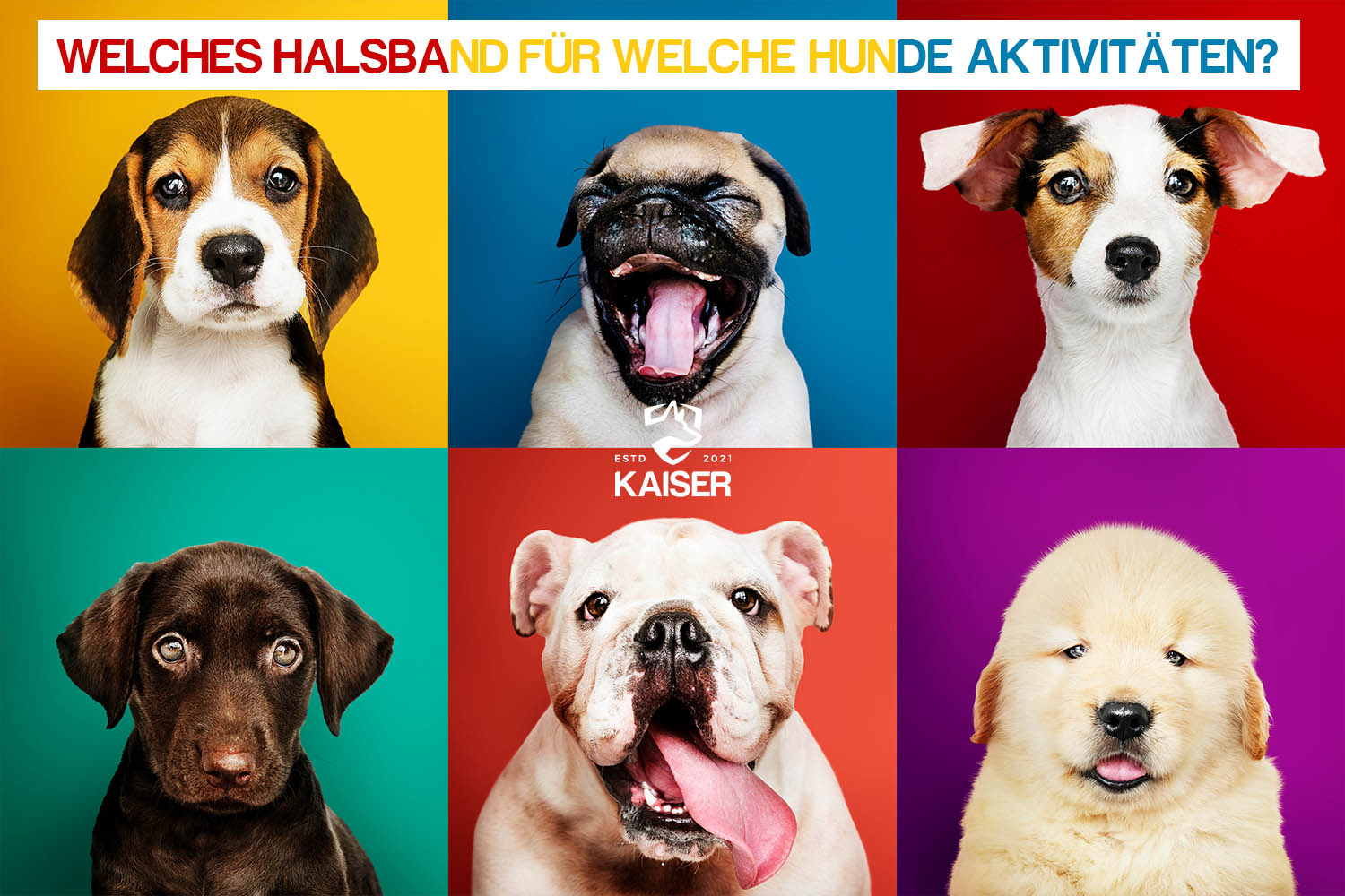 Welches Halsband für welche Hunde Aktivitäten