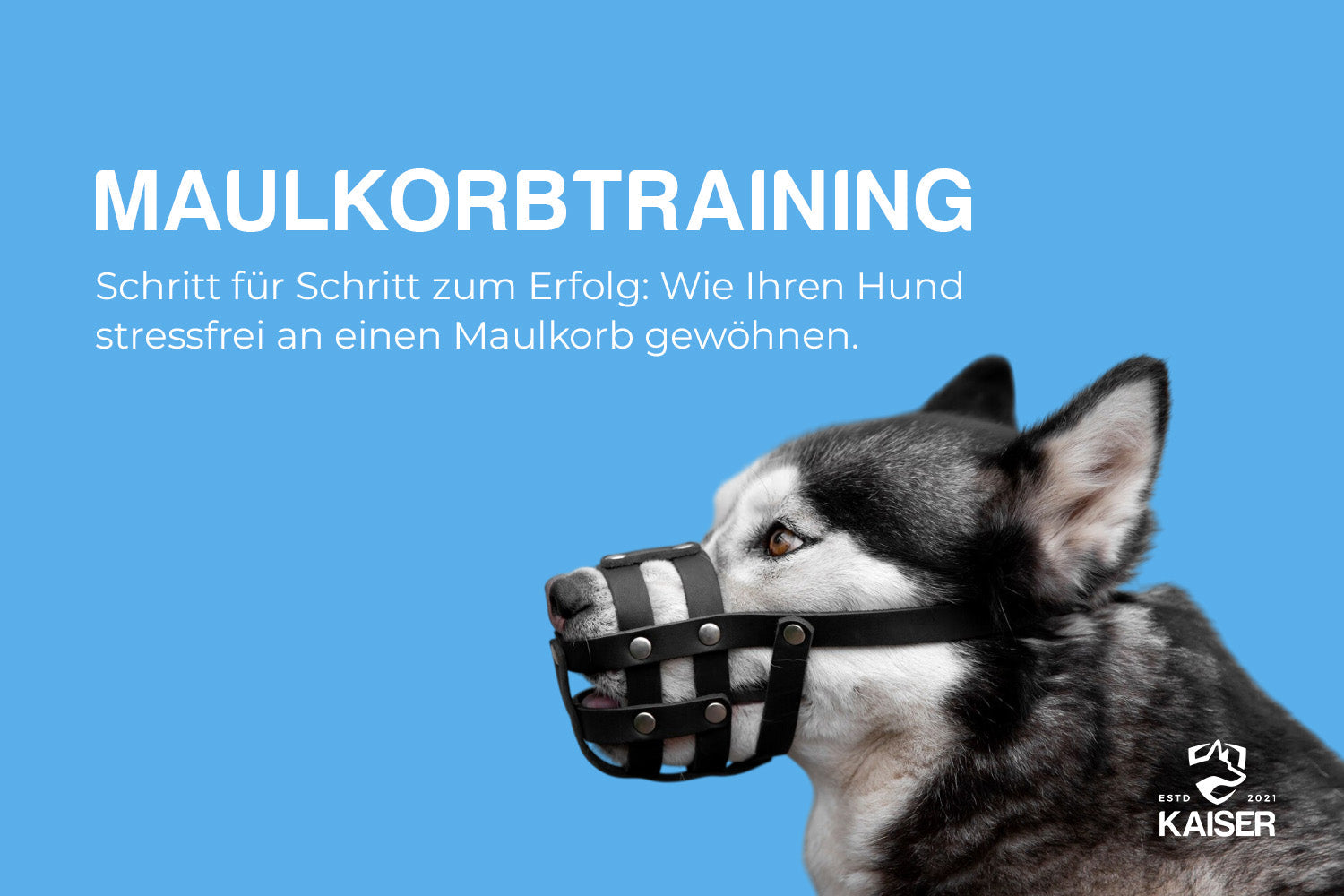 Maulkorbtraining für Hunde
