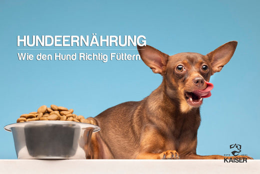 Wie oft Hunde füttern