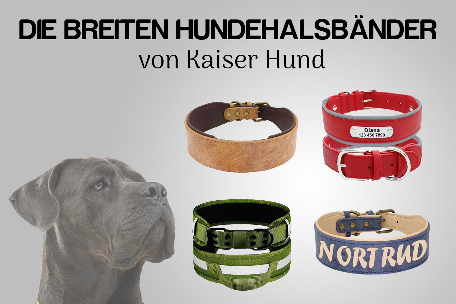 Hundehalsband breit