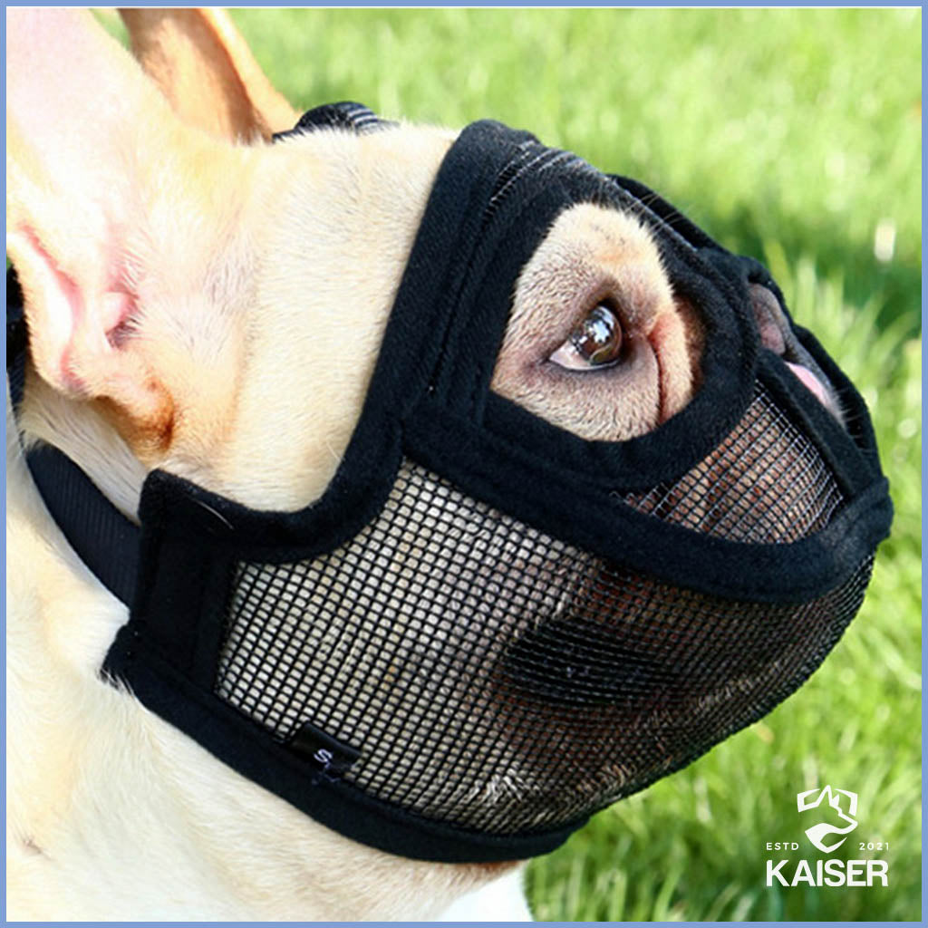 Maulkorb für Französische Bulldogge