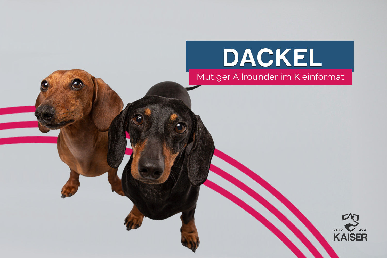 Dackel