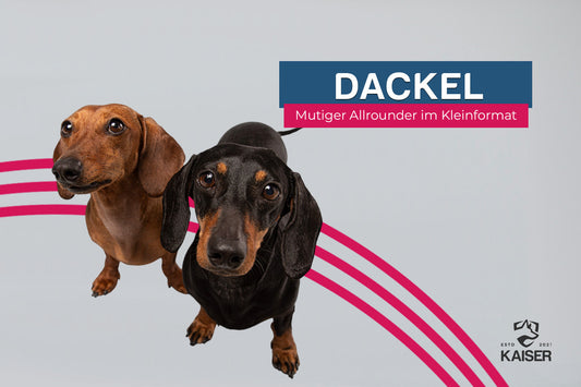 Dackel