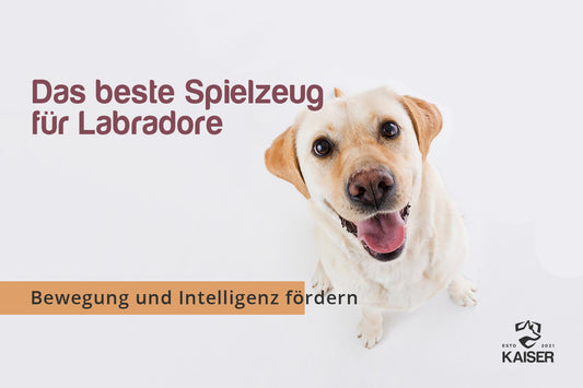 Labrador Spielzeug