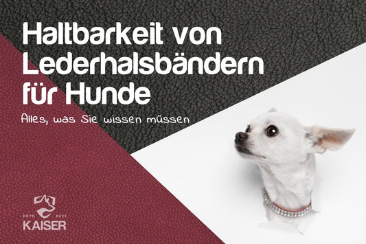  Alles, was Sie über die Haltbarkeit von Lederhalsbändern für Hunden wissen müssen