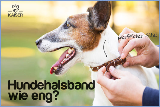 Wie eng sollte ein Hundehalsband sein