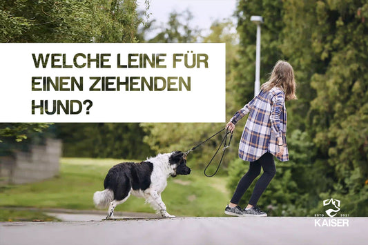 Hundeleine für stark ziehende Hunde