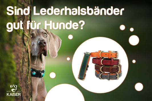 Lederhalsbänder für Hunde