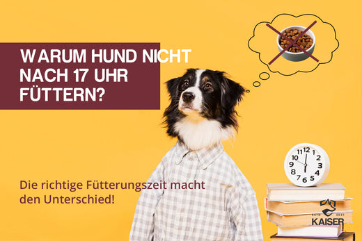 Warum Hund nicht nach 17 Uhr füttern