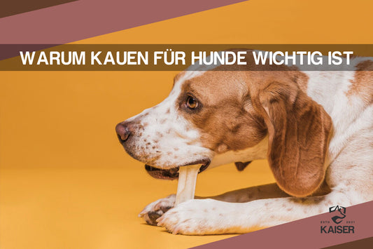 Wie wichtig sind Kauartikel für Hunde?