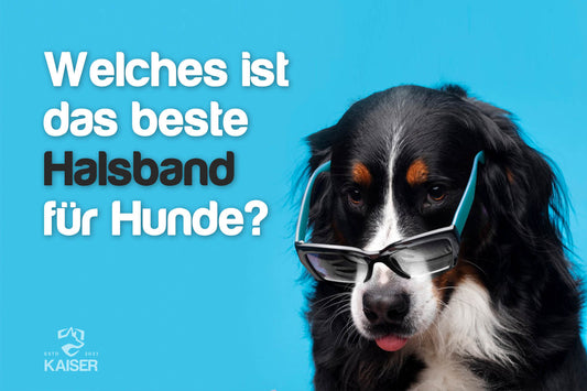 Beste Hundehalsband