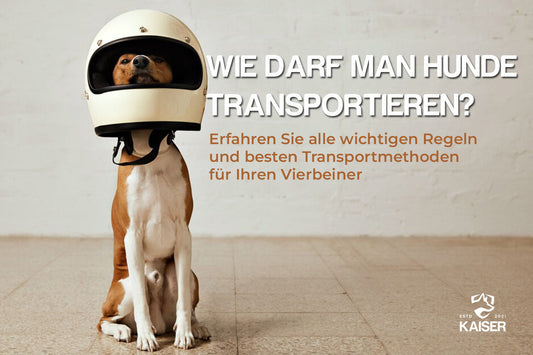 Wie darf man Hunde transportieren?