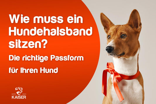 Wie muss ein Hundehalsband sitzen