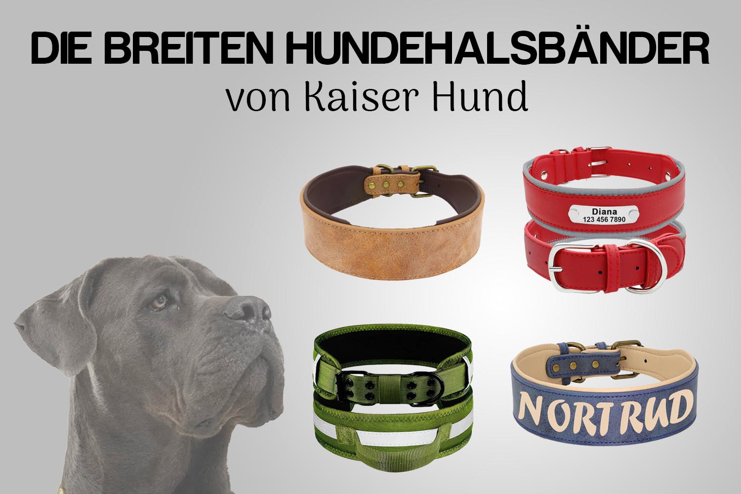 Hundehalsband Breit: Eine Kombination aus Stil und Komfort für Ihren Hund