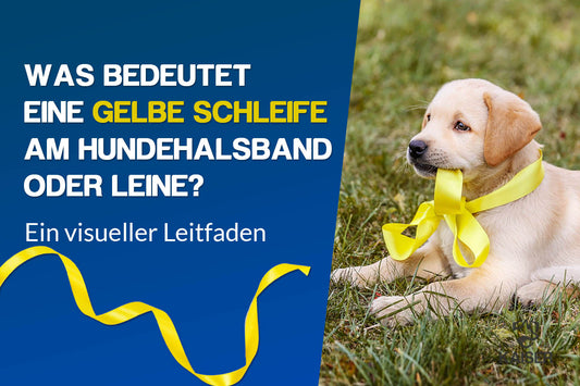 Gelbe Schleife am Hundehalsband