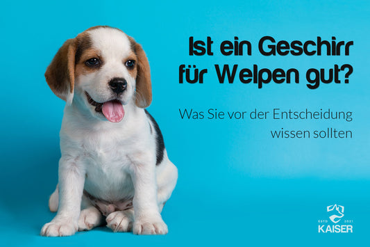 Das optimale Hundegeschirr für Welpen: Pauls Ratgeber