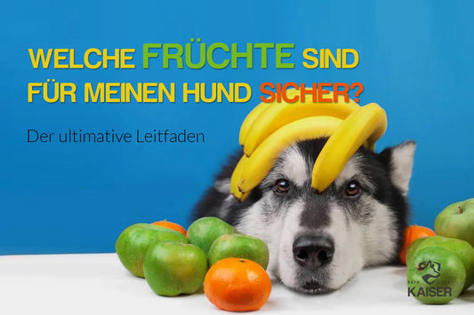 Was dürfen Hunde eigentlich an Obst naschen?