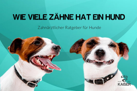 Wie viele Zähne haben Hunde?