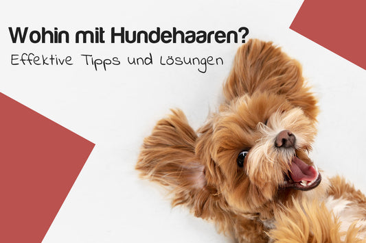 Tipps zu Beseitigung von Hundehaaren