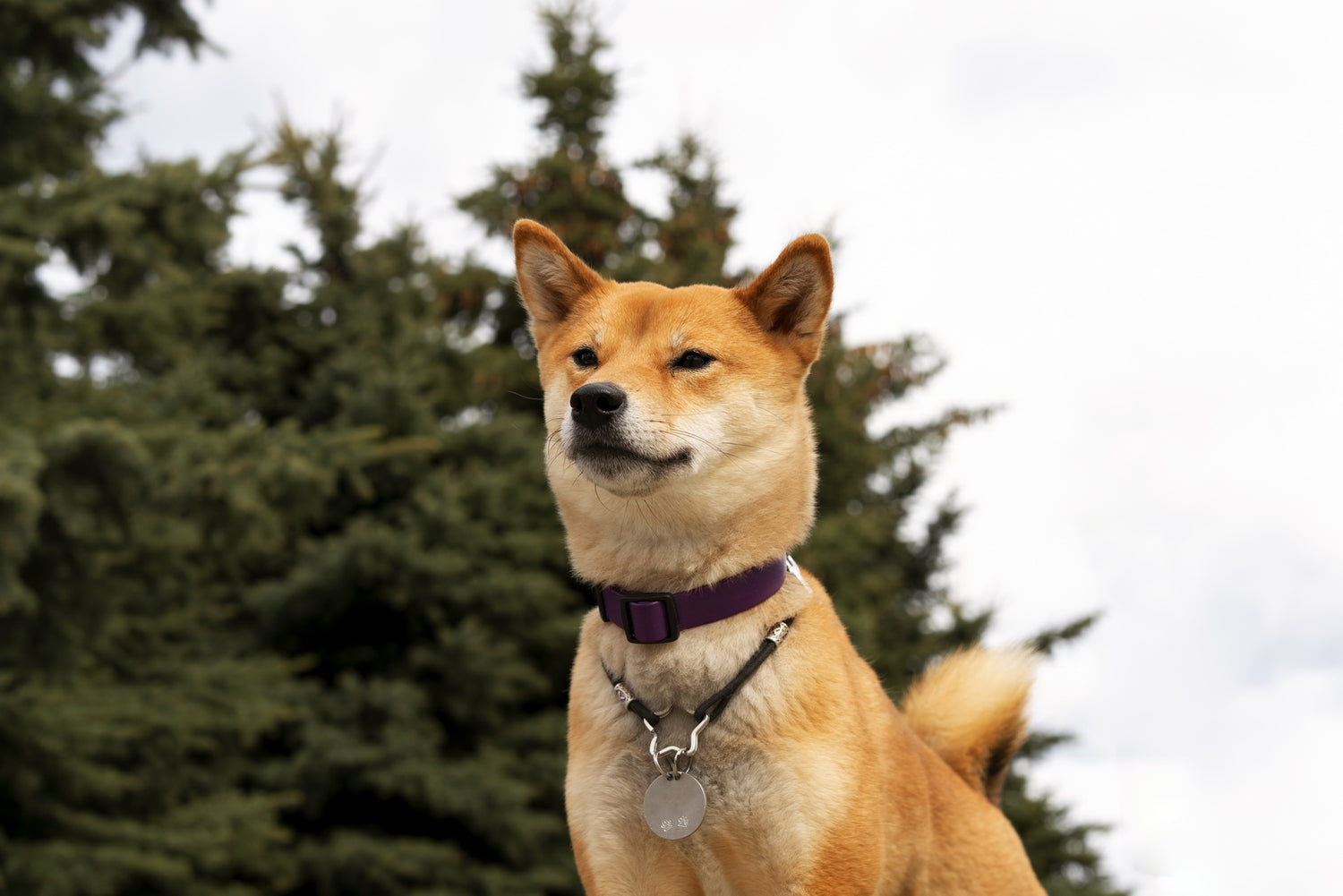 süßer Shiba Inu Hund mit Hundehalsband